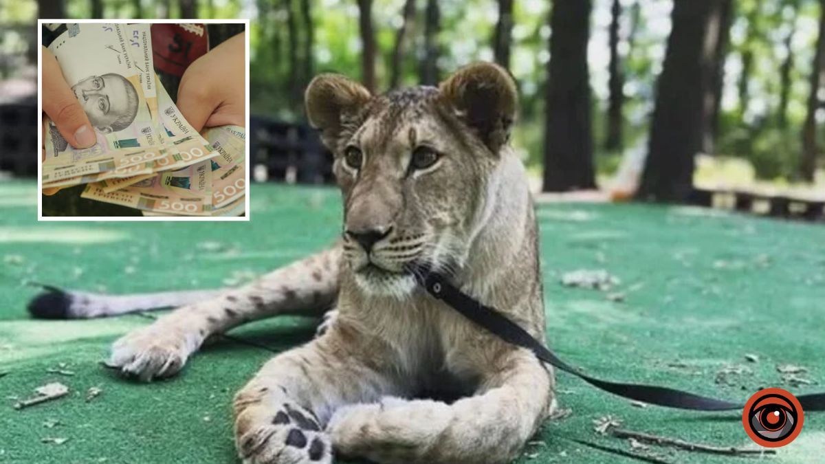 Владелец отделался штрафом в 510 гривен: в Кривом Роге суд не изъял львицу Элину из неволи