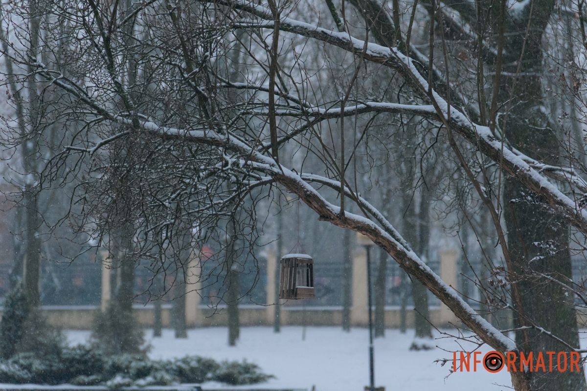 Сніг на кронах дерев