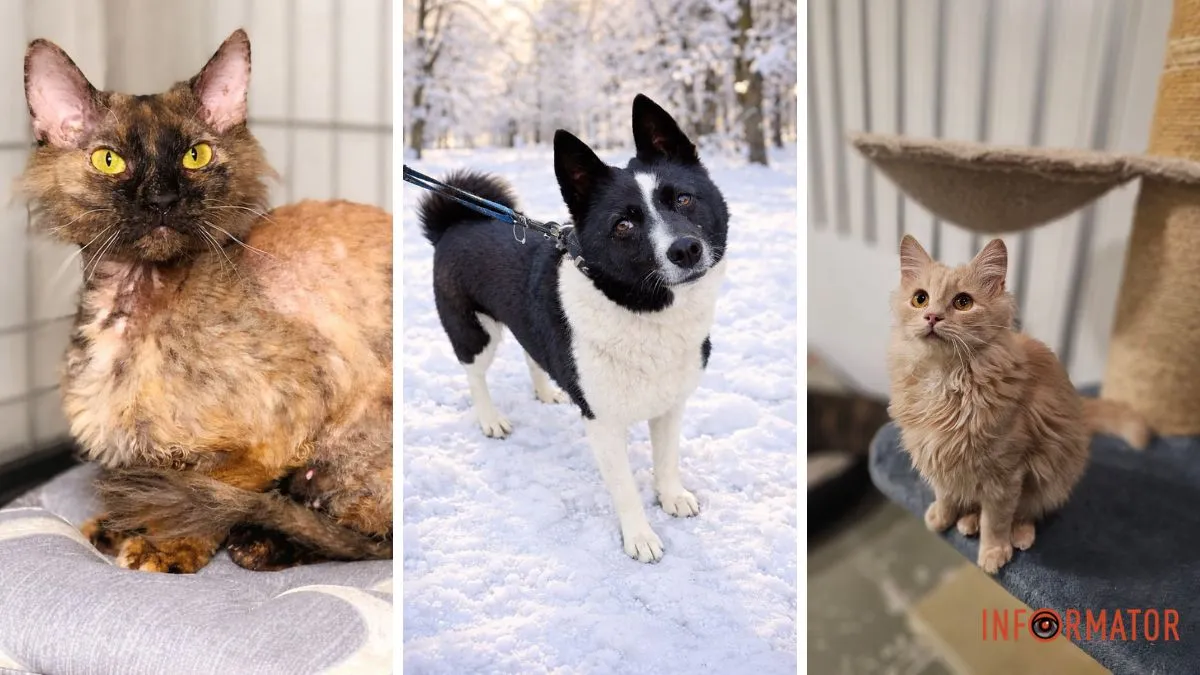 Врятовані від війни та зради: коти та собаки чекають на родину у Дніпрі