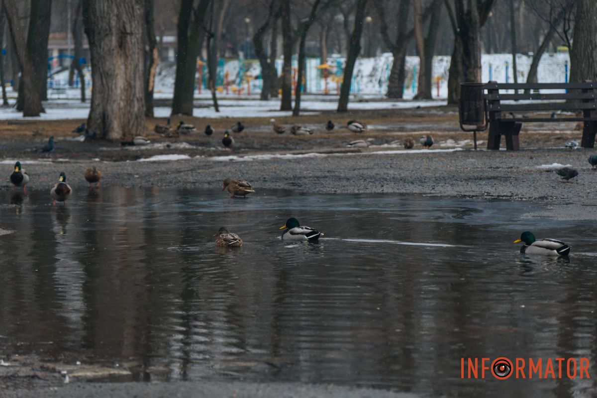 Тепер качок можна годувати й на доріжках для пішоходів