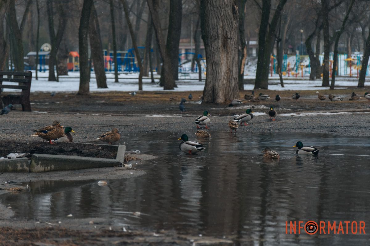 Схоже, птахів усе влаштовує