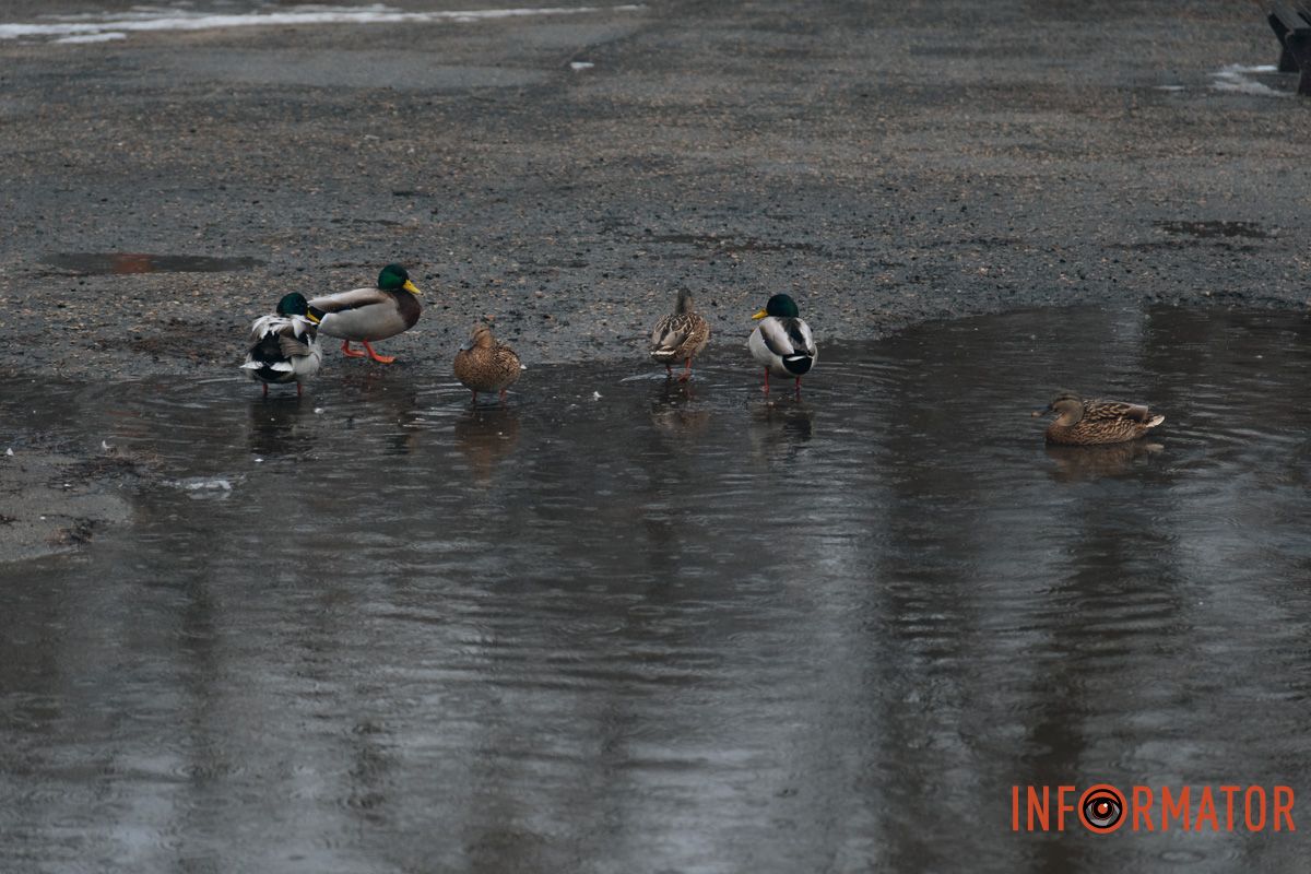 Через що качки тепер плавають у величезній калюжі посеред доріжки, де зазвичай гуляють відвідувачі