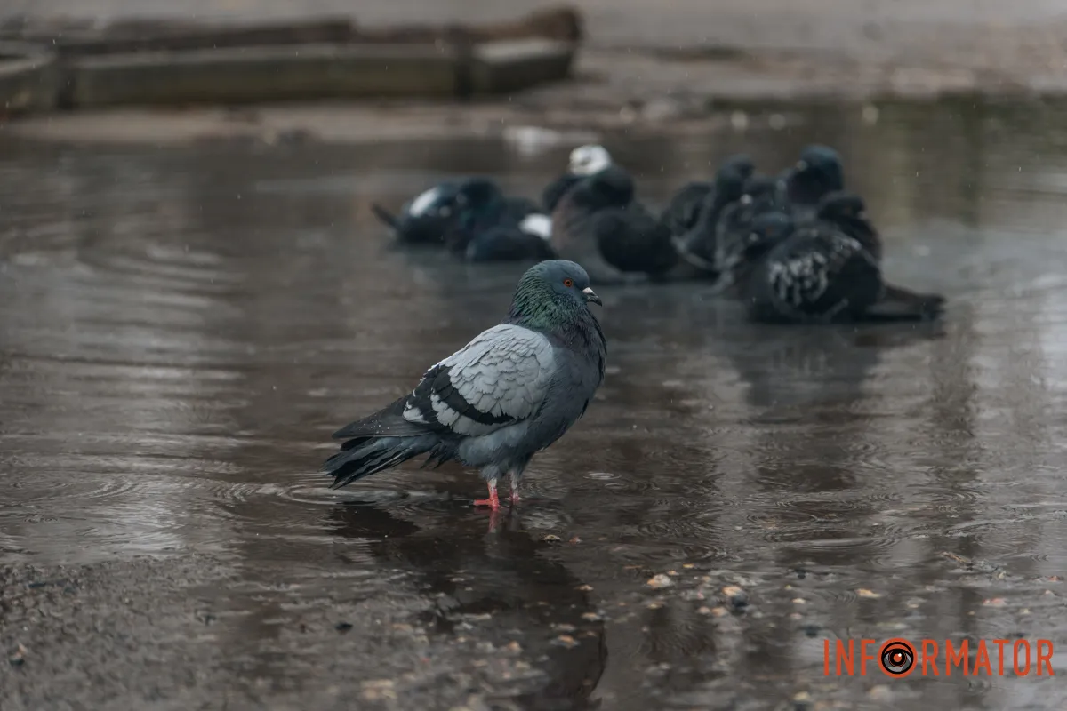 У Дніпрі, в парку імені Лазаря Глоби вчергове піднявся рівень води в озері.