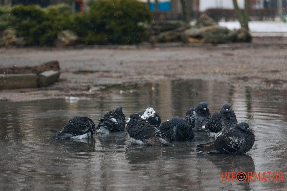 Птахи знайшли собі нове місце для плавання