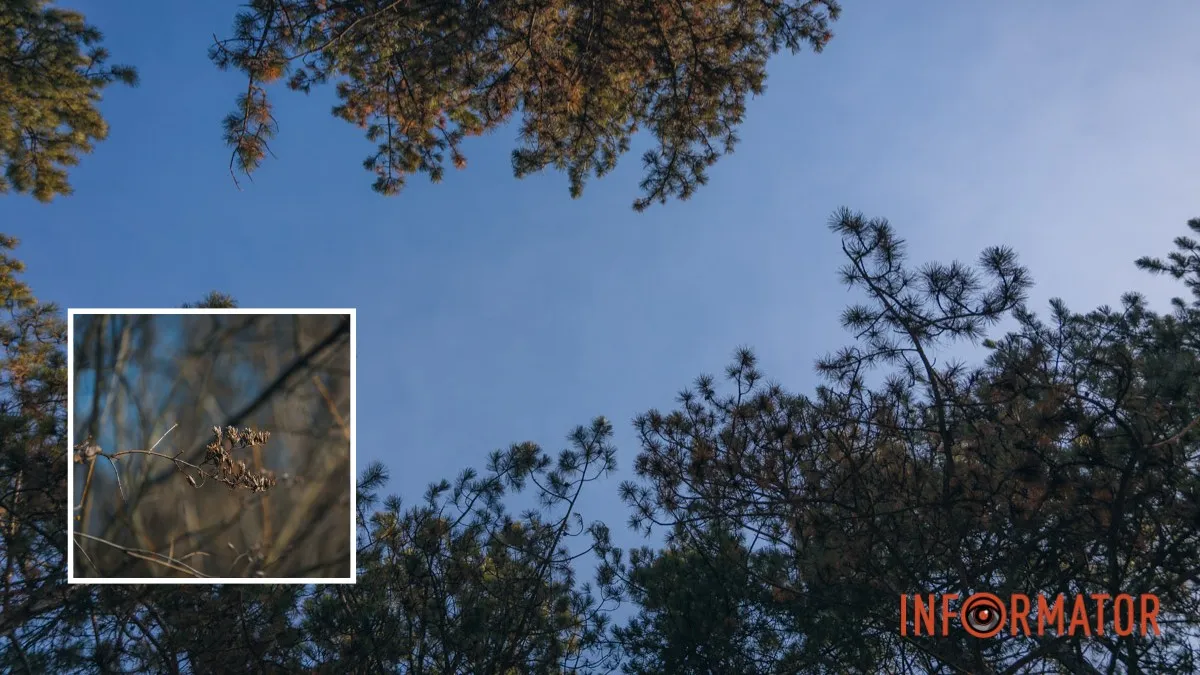 Погода на 1 березня: у Дніпрі буде слабка хмарність