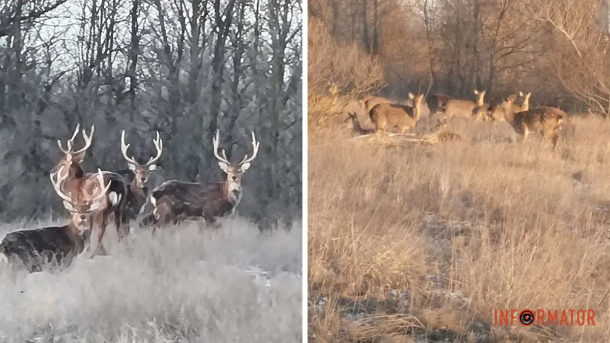 Скупчення оленів помітили у Дніпровсько-Орільському заповіднику: подробиці