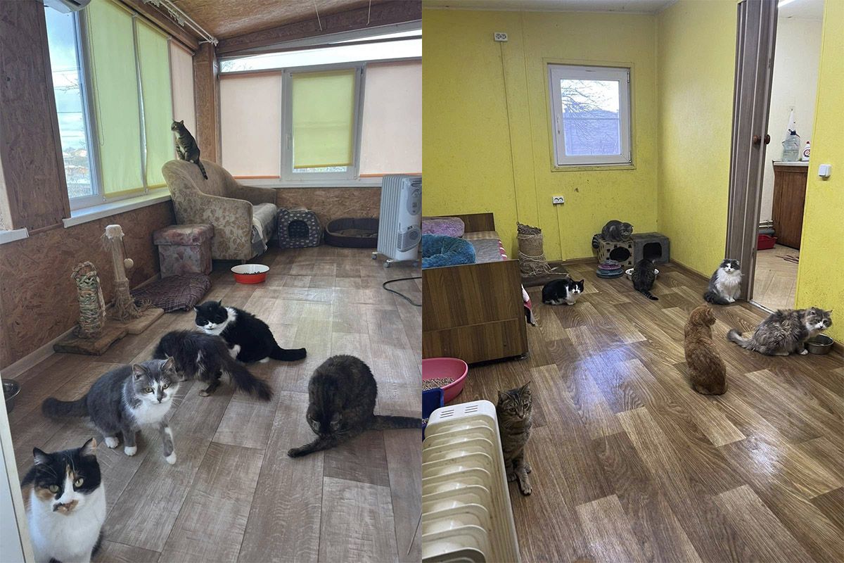 Не дамо їм голодати Не дамо їм голодати