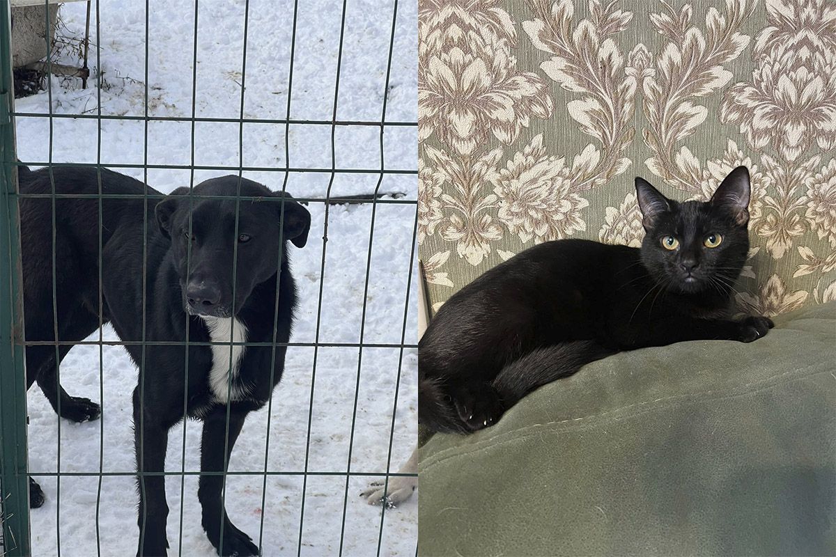 У пошуках тепла та турботи У пошуках тепла та турботи