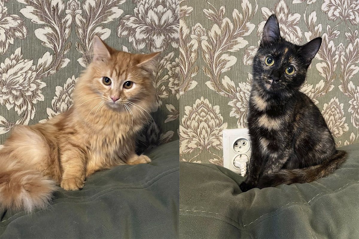 Вам потрібен вірний друг? Вам потрібен вірний друг?