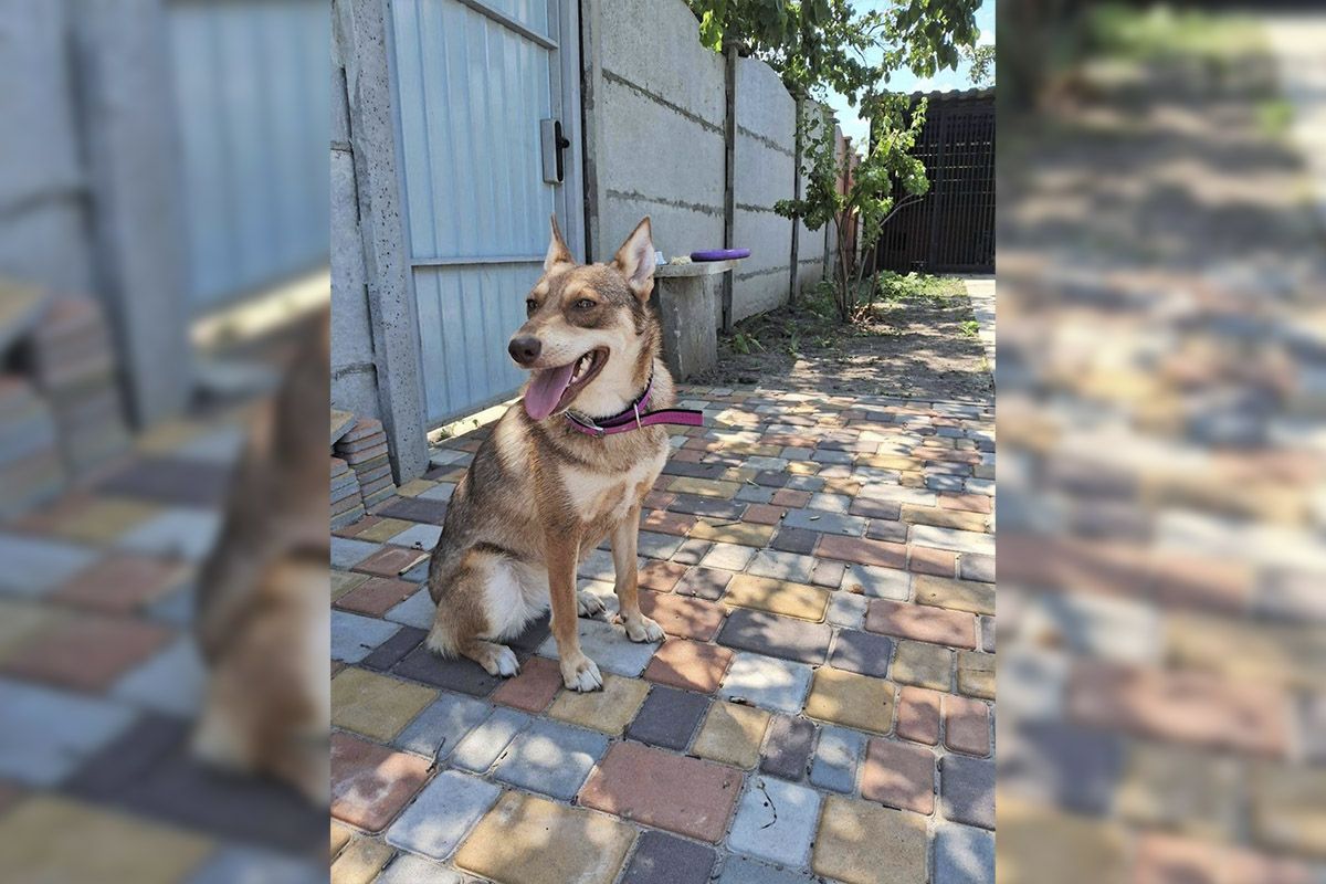 Хвостики шукають нових власників Хвостики шукають нових власників