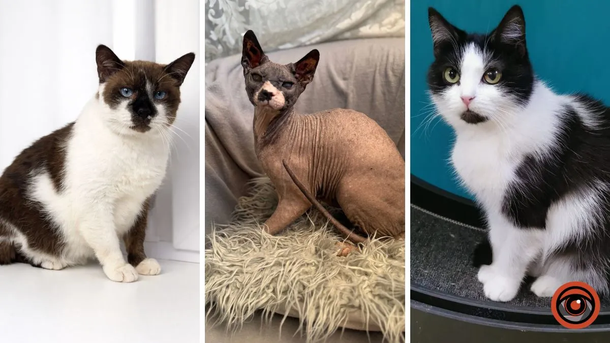 Станьте їхнім світом: які тваринки у Дніпрі чекають на шанс на щасливе життя