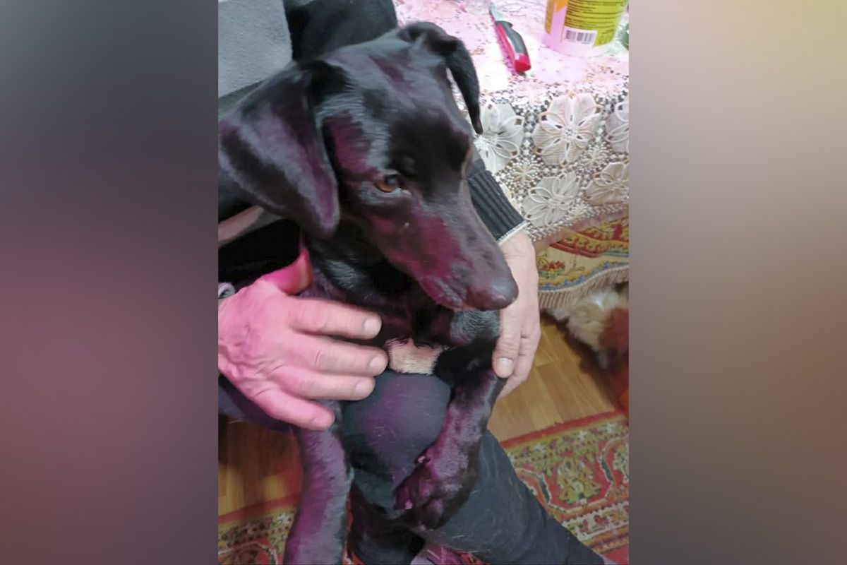 Собачка шукає господарів