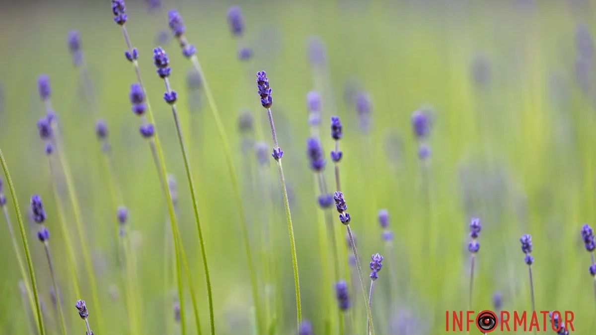 До +15 на термометре: в Днепре 11 марта будет ясно