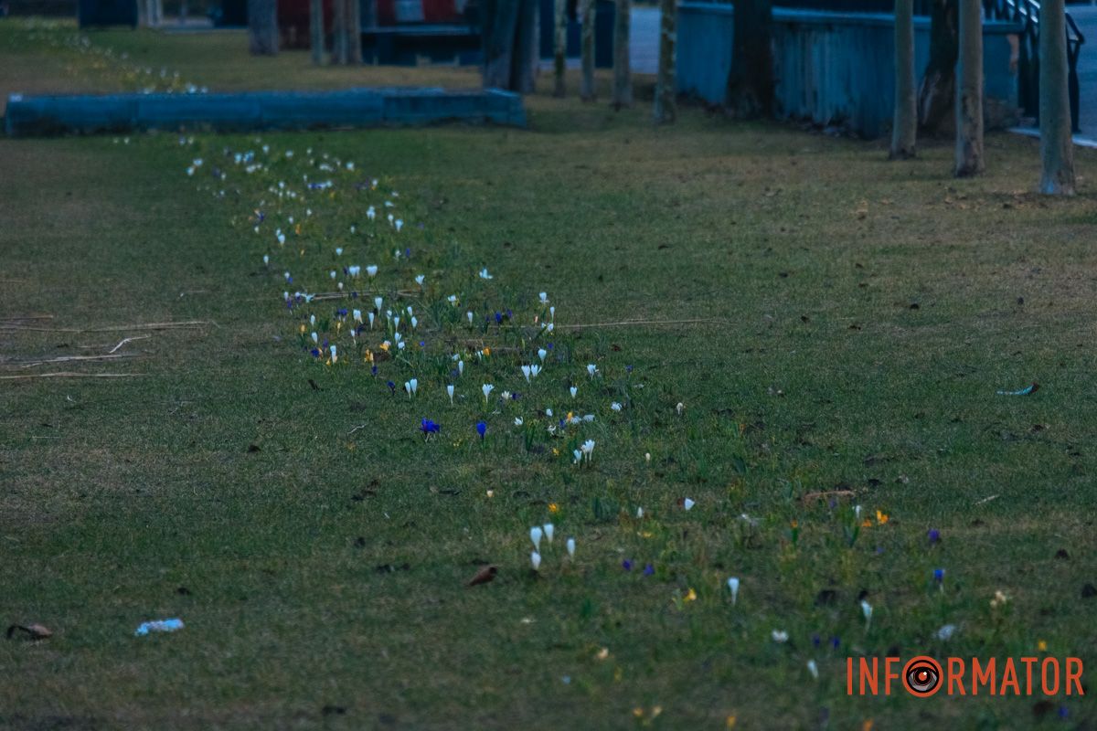 Яскраві квіти прикрашають зелені зони міста