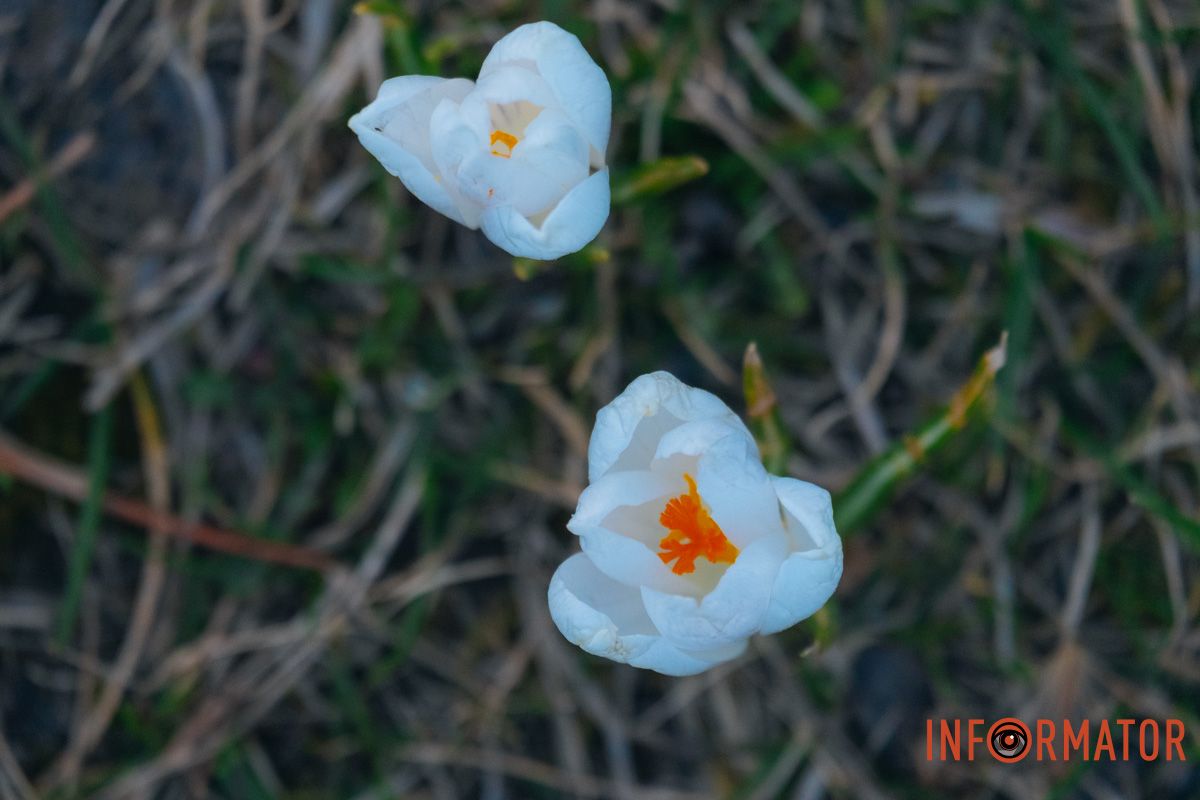 Вони сигналізують про наближення весни