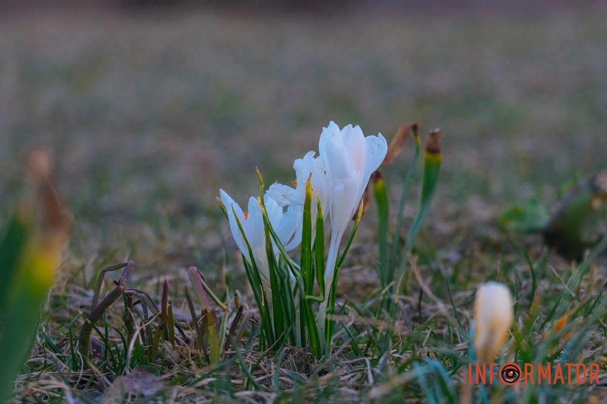 Весняний настрій