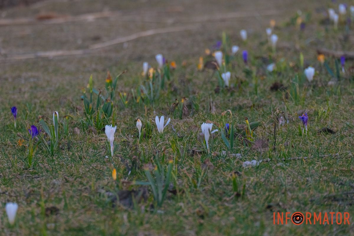 Квіти додають місту яскравих кольорів.