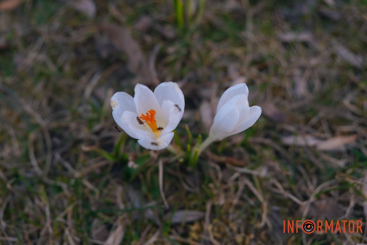 Набережна Перемоги наповнюється барвами весни
