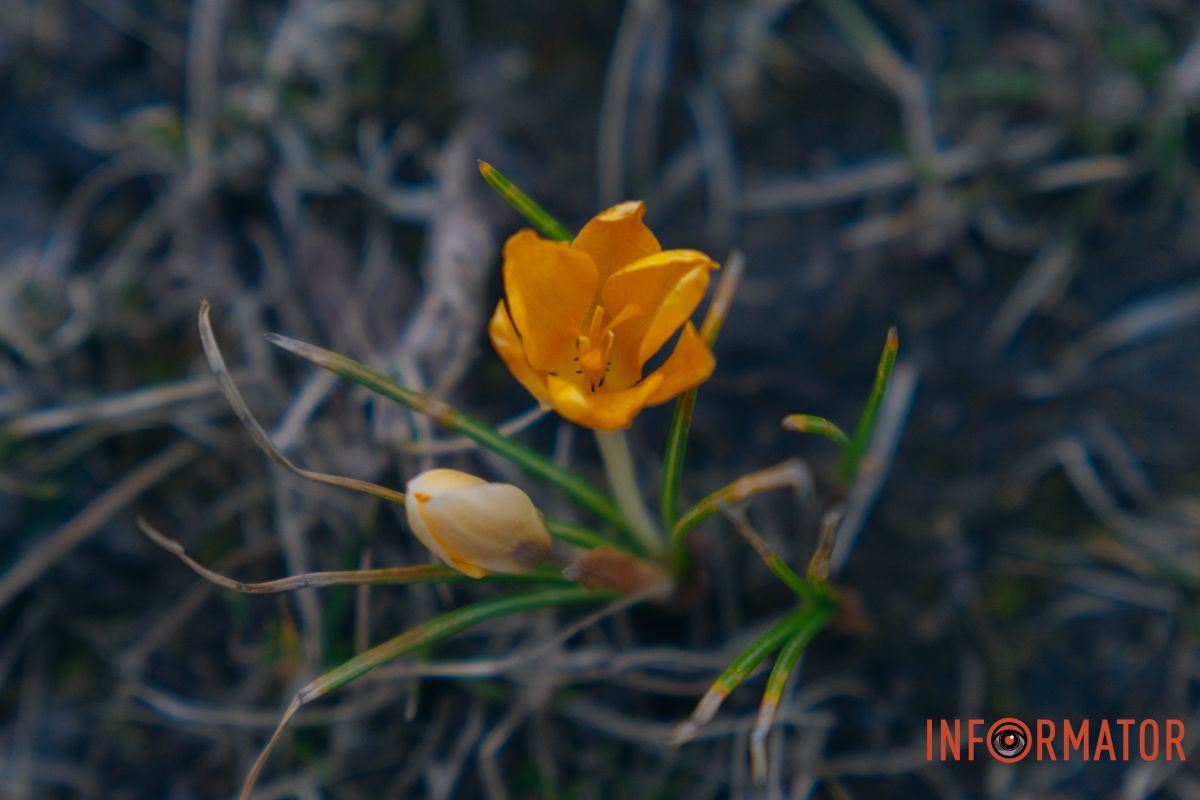 Ніжні пелюстки тягнуться до сонця