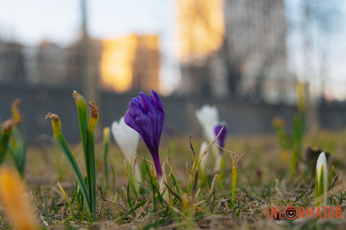 Крокуси стали одним із перших символів весни