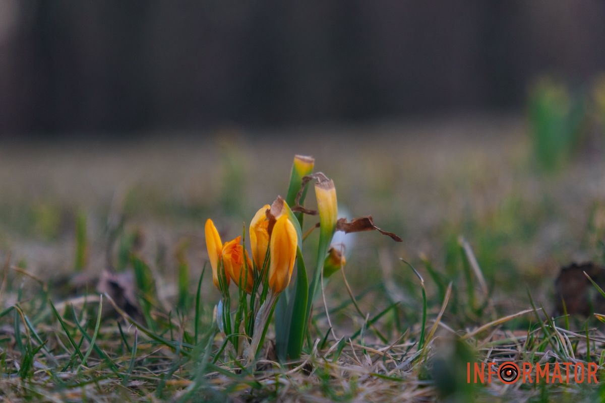 Яскраві квіти прикрашають зелені зони міста