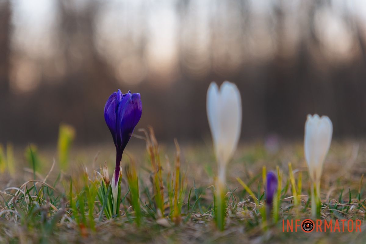 Крокуси ростуть невеликими групами на клумбах