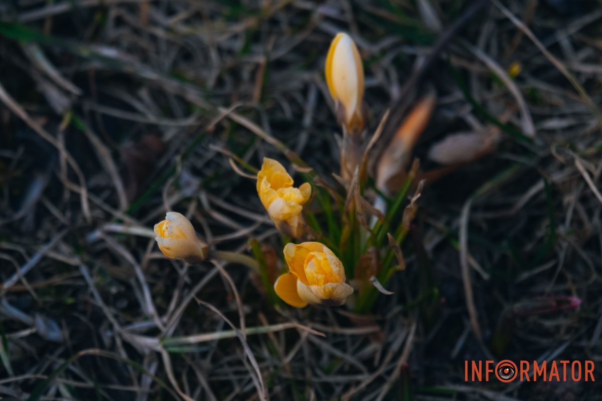 Крокуси добре переносять прохолодну погоду.