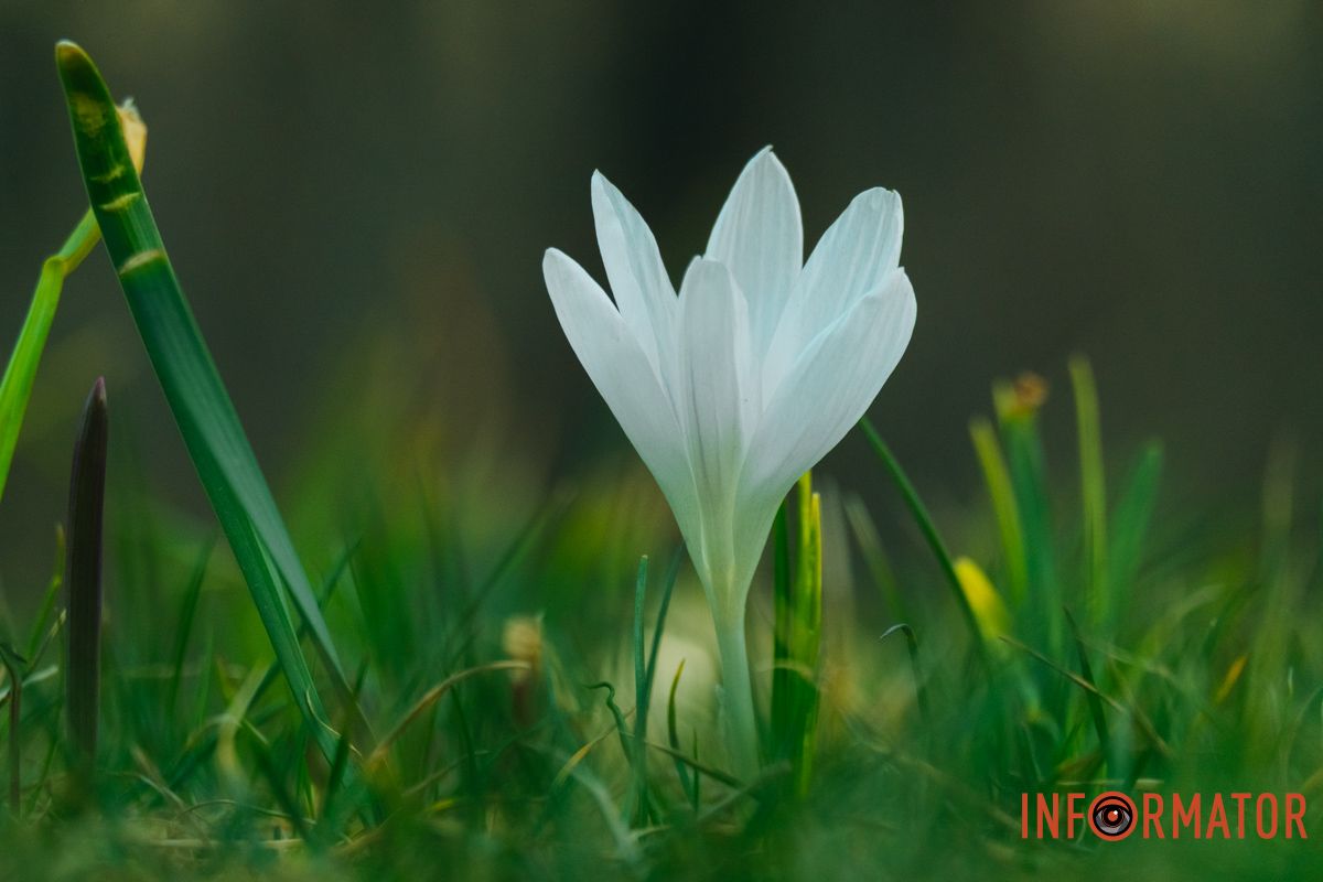 На Набережній Перемоги у почали квітнути перші крокуси