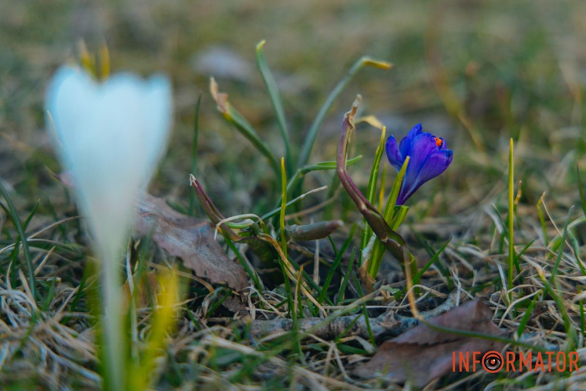 Не витоптуйте клумби та не зривайте квіти