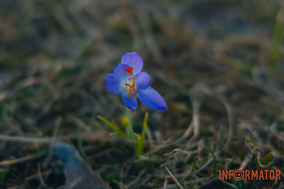 Вони потребують дбайливого ставлення. 