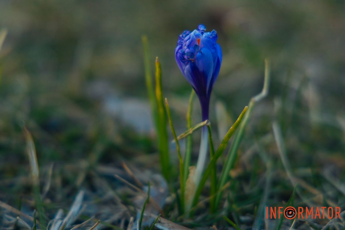 Крокуси є декоративними рослинами