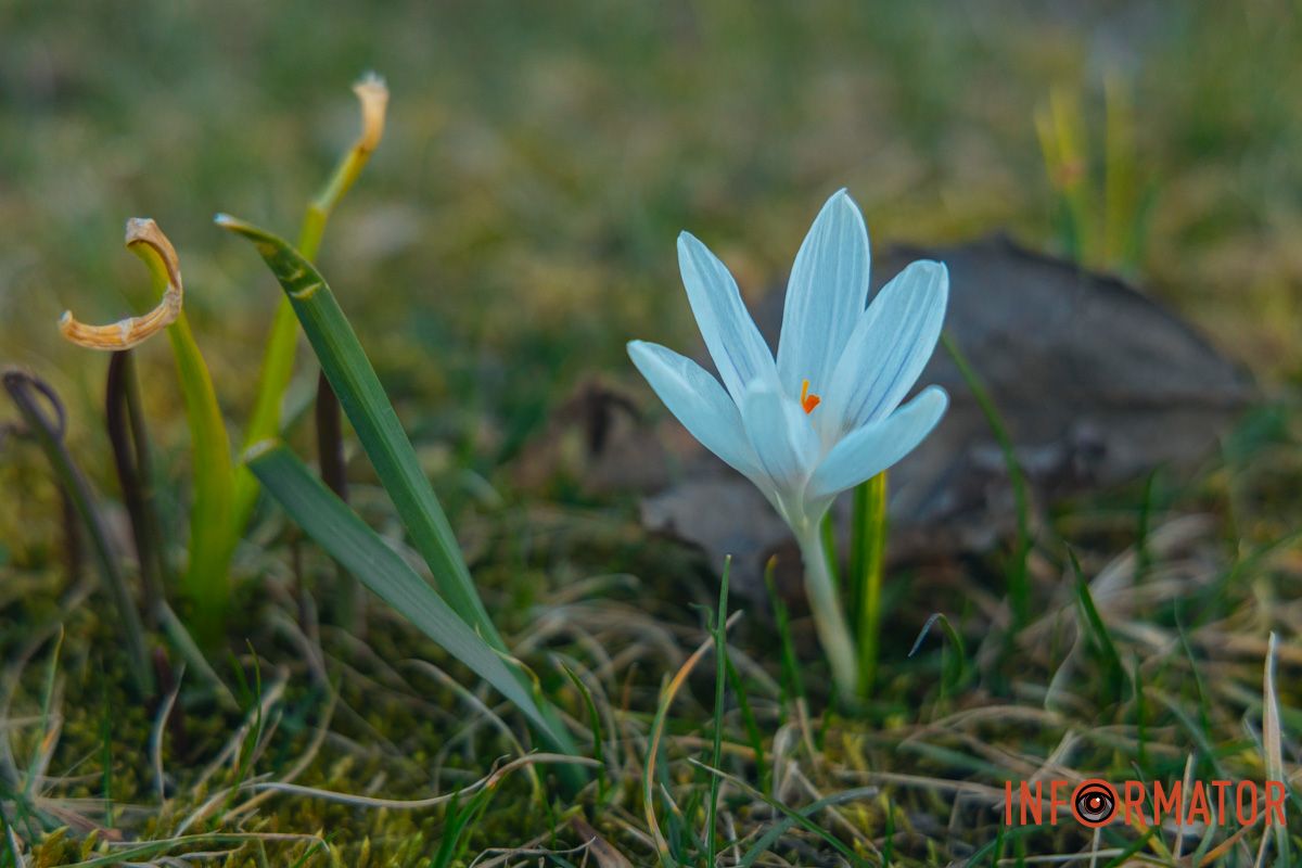 Білі пелюстки 