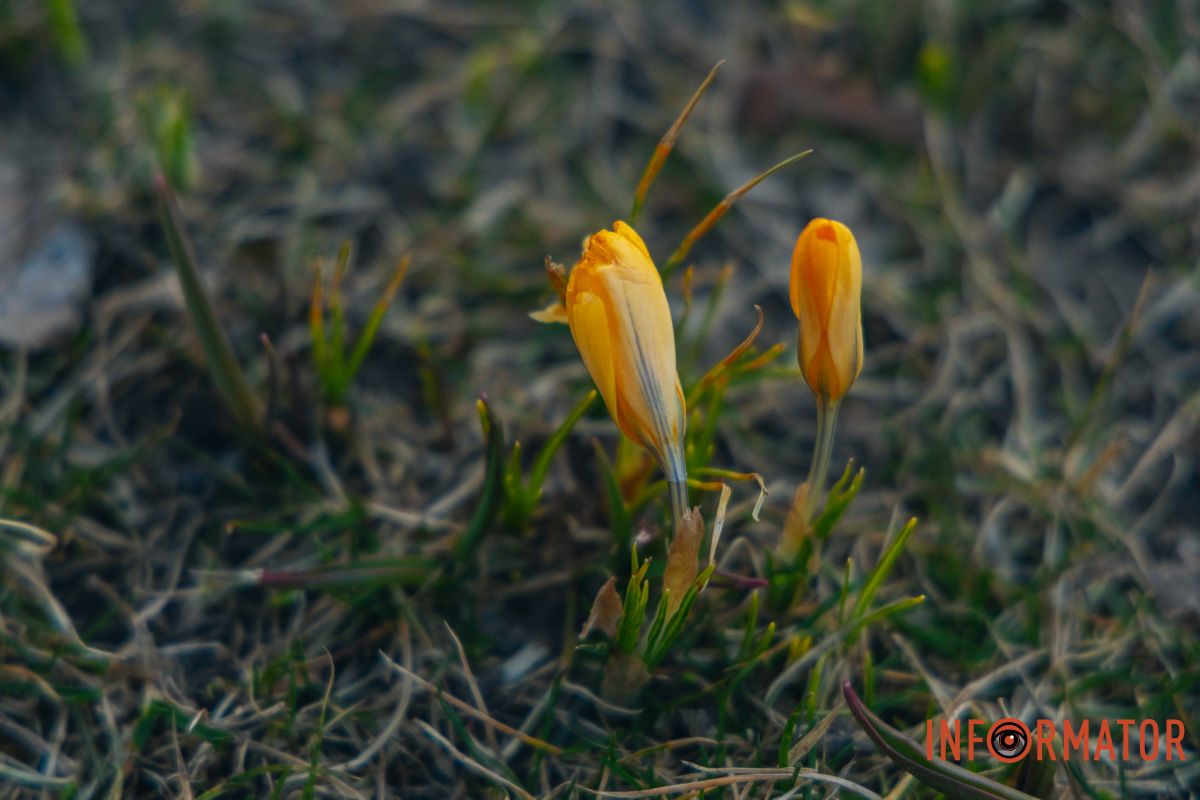 Квіти носять назву шафран
