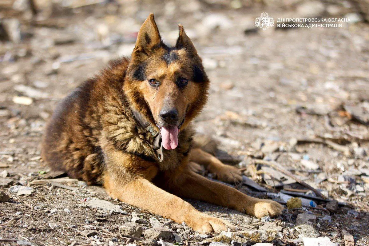 Тваринам теж страшно Тваринам теж страшно