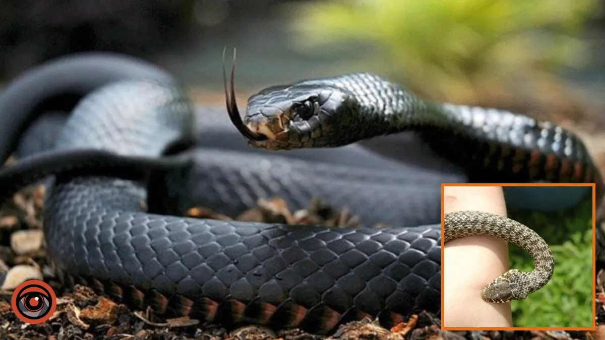 Среди пострадавших – дети: Днепропетровская область – в лидерах по количеству обращений из-за укусов змей