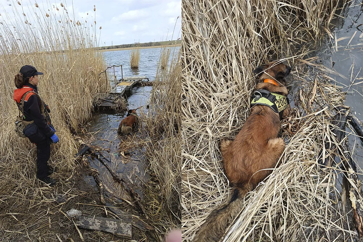 Пес взяв слід