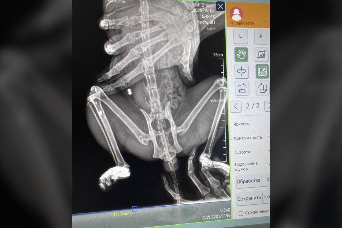 Рентгенівський знімок пораненого кота