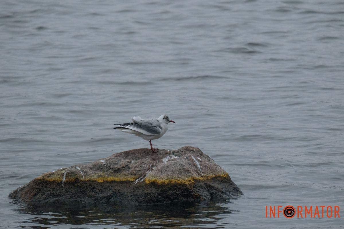 Дніпро у сірому: похмурий весняний день очима міста 15