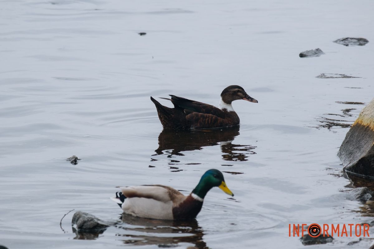 Дніпро у сірому: похмурий весняний день очима міста 19