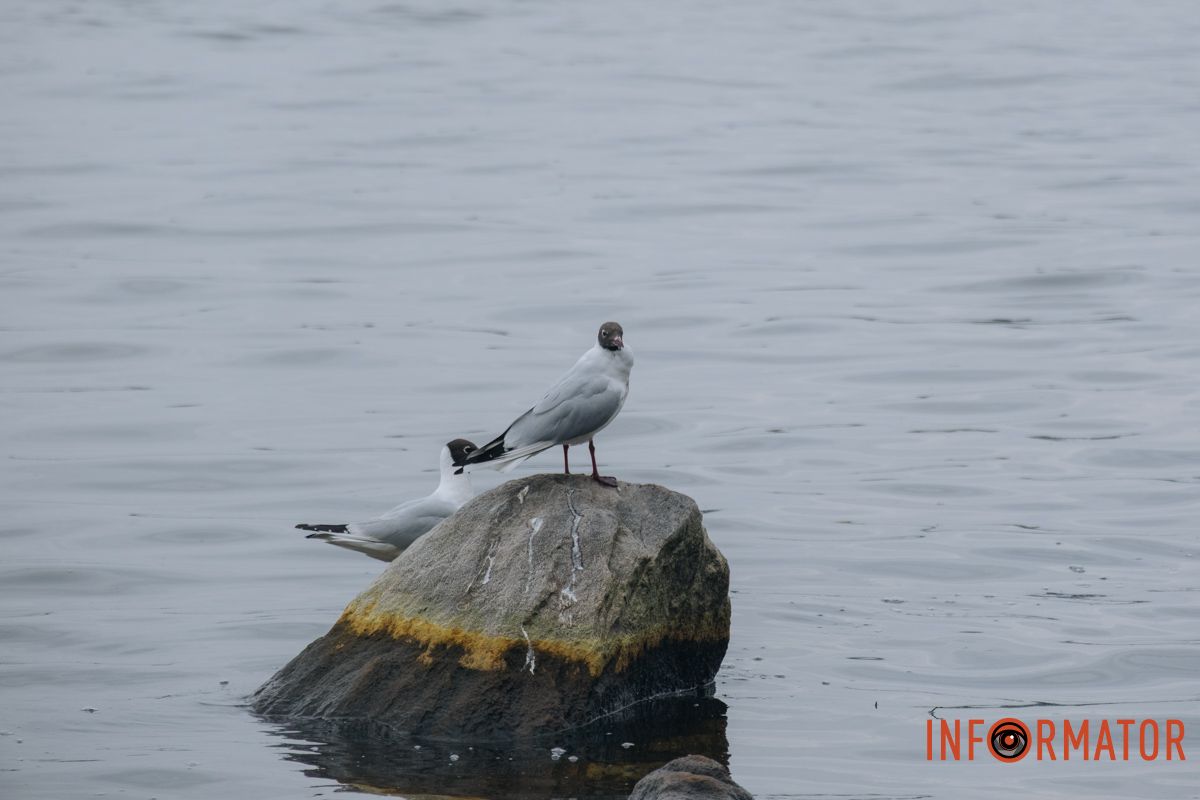 Дніпро у сірому: похмурий весняний день очима міста 20