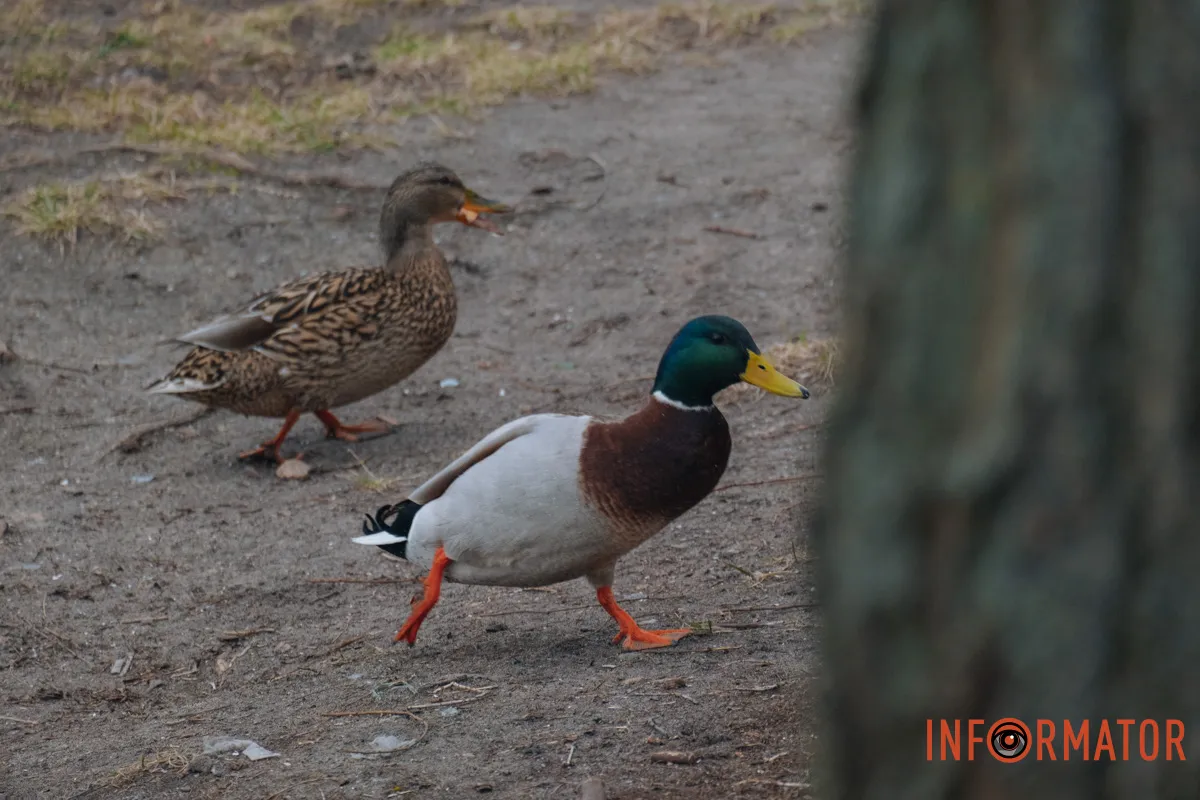 Дніпро у сірому: похмурий весняний день очима міста 21