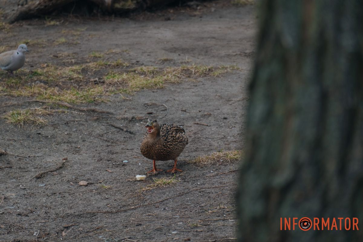 Дніпро у сірому: похмурий весняний день очима міста 22