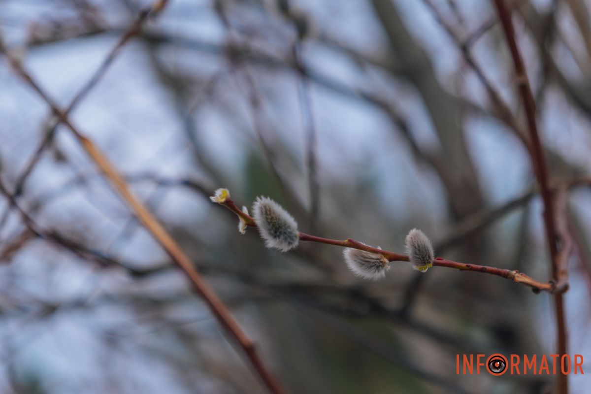Пушистый символ весны: на Монастырском острове появились ивовые котики.