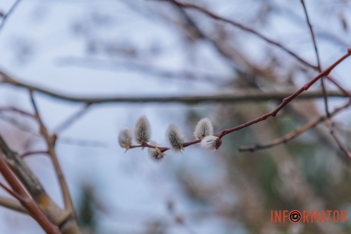 Пушистый символ весны: на Монастырском острове появились ивовые котики.