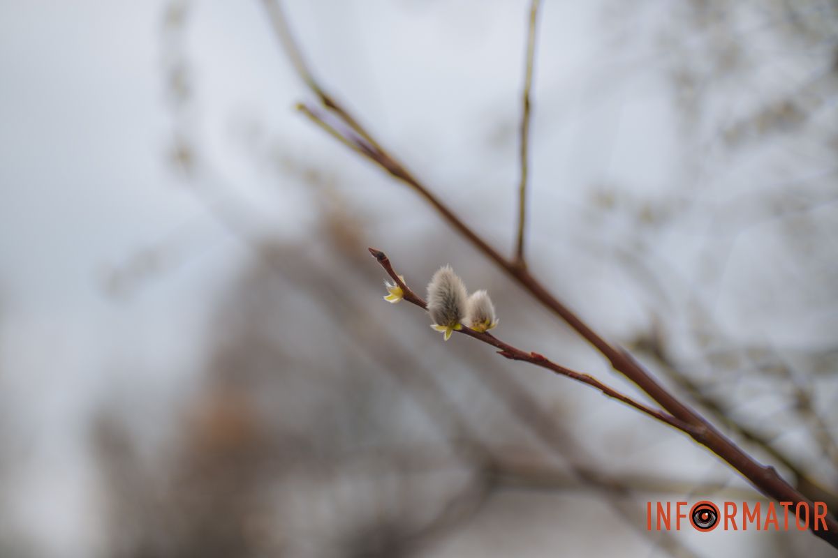 Пушистый символ весны: на Монастырском острове появились ивовые котики.