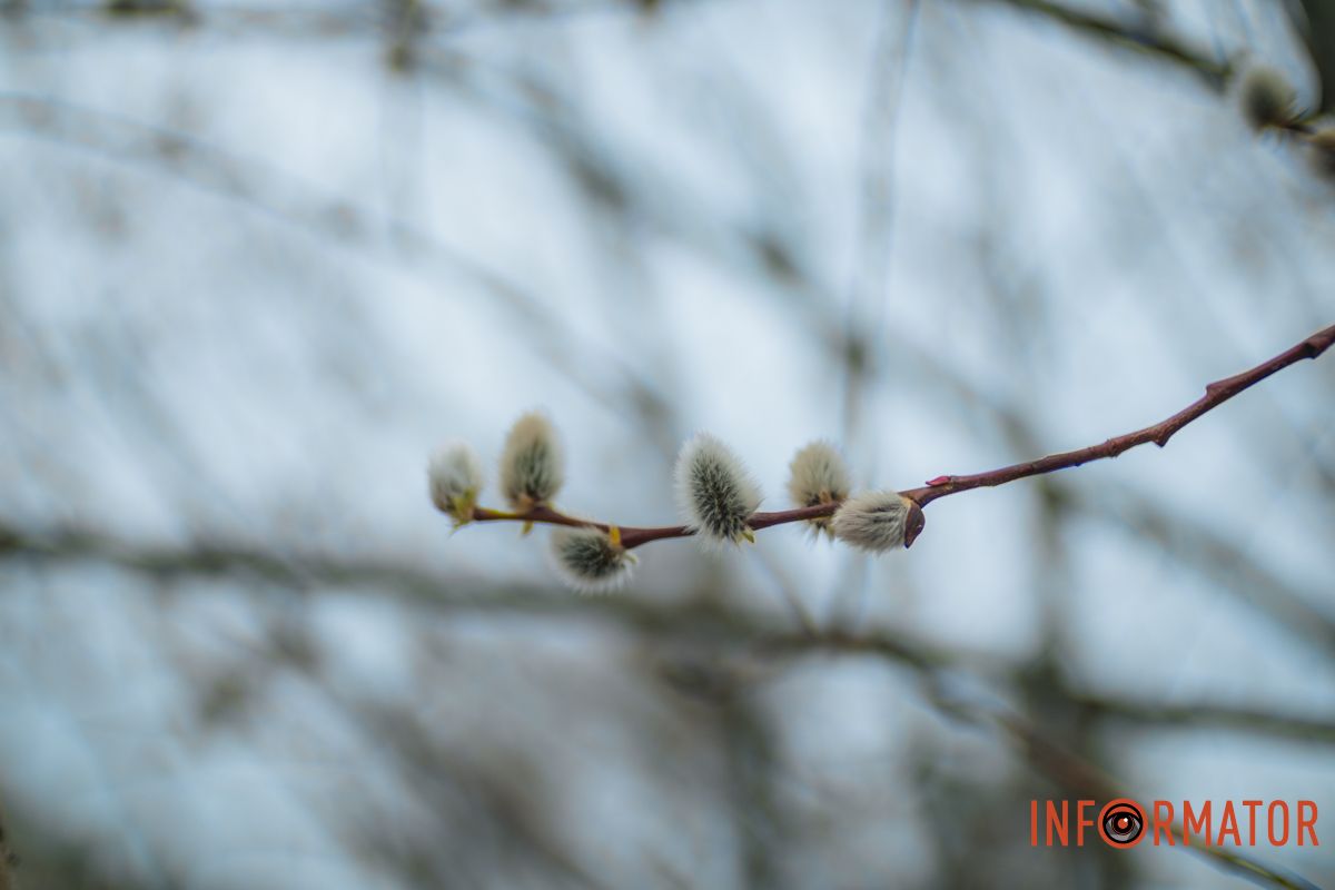 Пушистый символ весны: на Монастырском острове появились ивовые котики.
