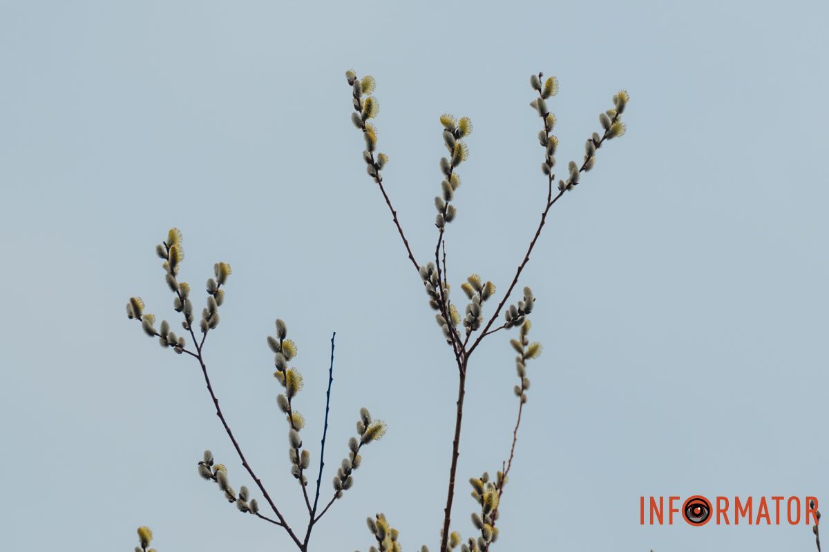 Пушистый символ весны: на Монастырском острове появились ивовые котики.