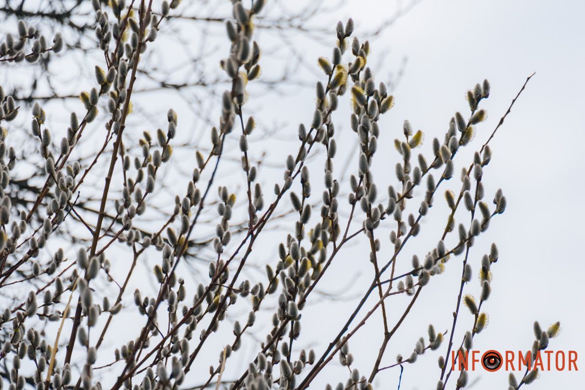 Пушистый символ весны: на Монастырском острове появились ивовые котики.