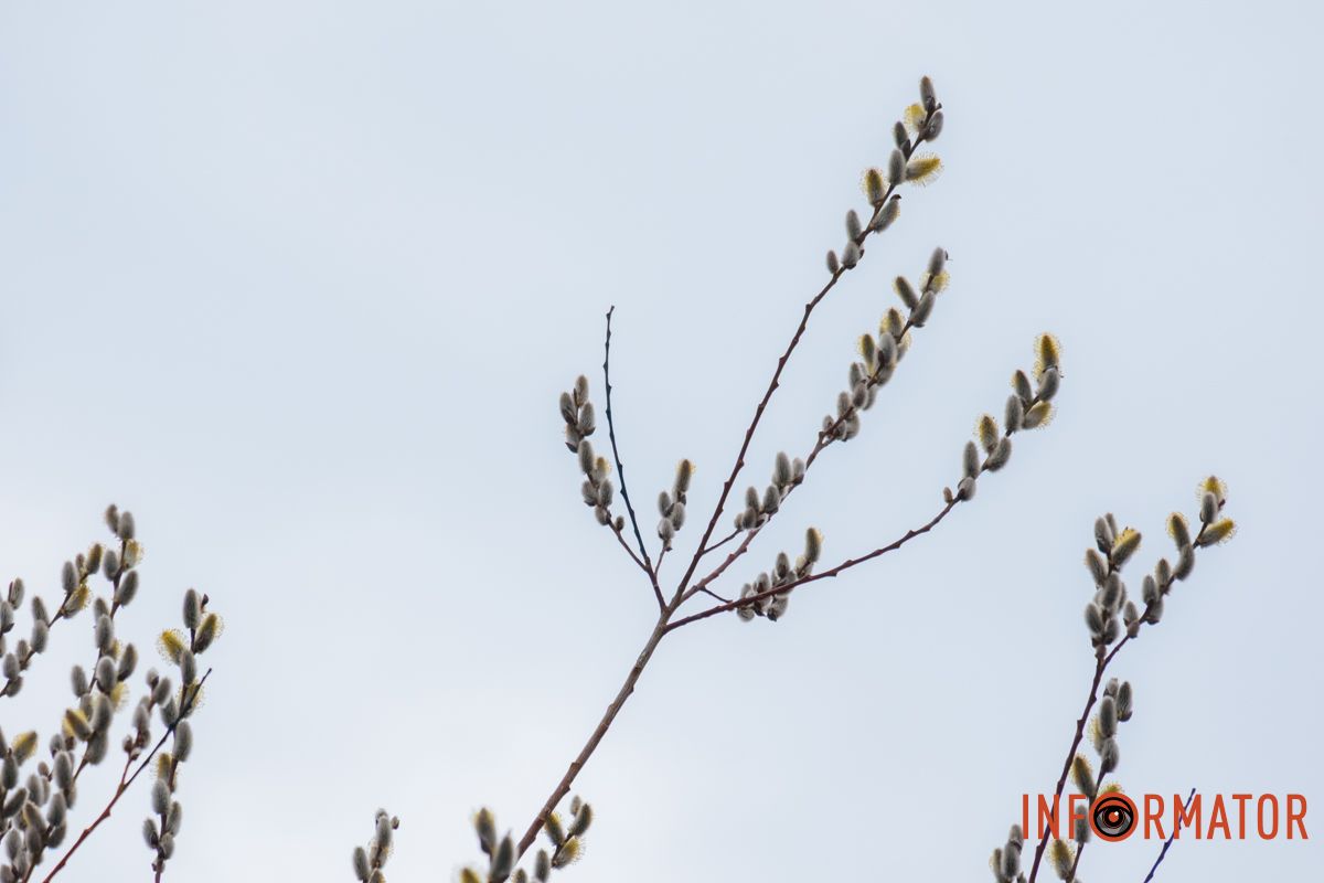 Пушистый символ весны: на Монастырском острове появились ивовые котики.
