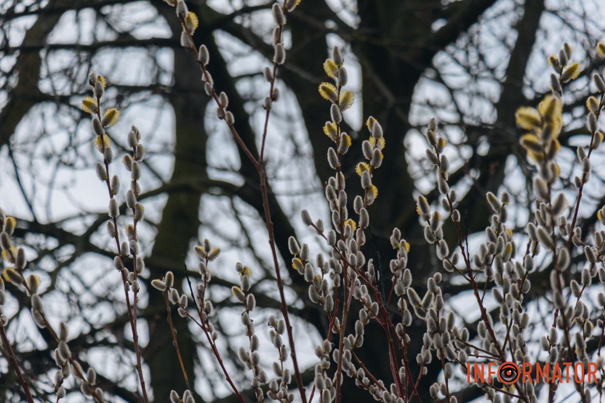 Пушистый символ весны: на Монастырском острове появились ивовые котики 9